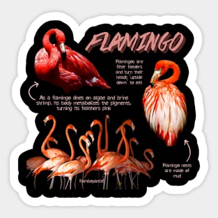 Flamingo Fun Facts Sticker